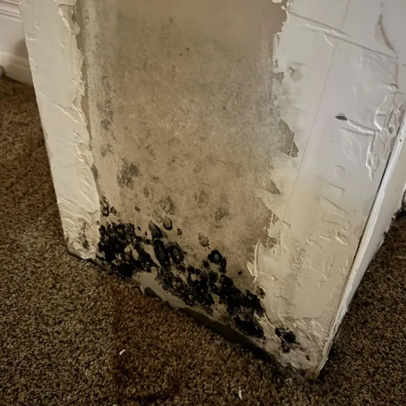 Professional Mold Removal in Novato, CA